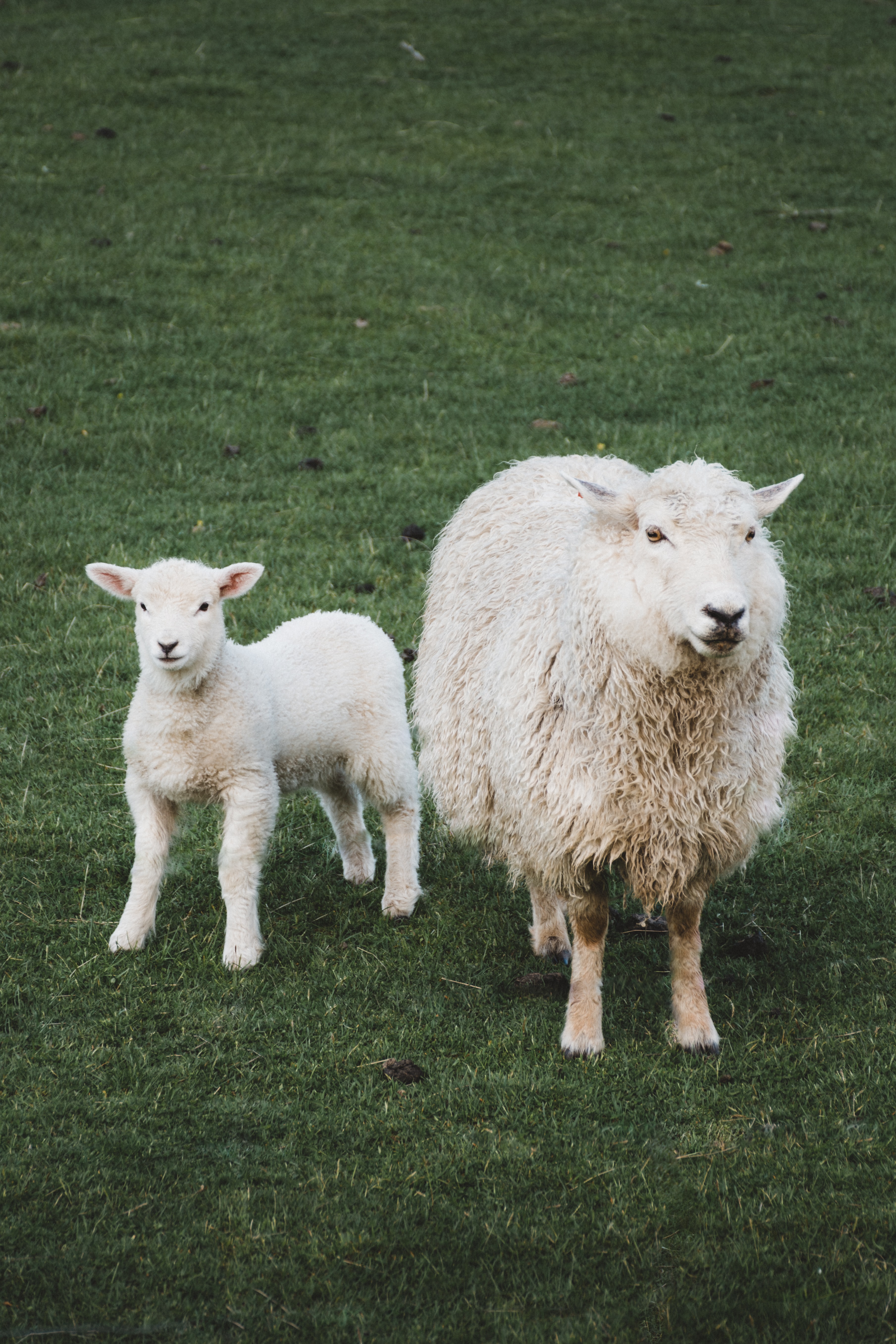 What is animal sentience? Animal Rights Issues Online