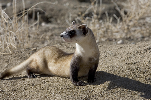 The first endangered American animal has been cloned - Endangered & Extinct Species - Issues Online The first endangered American animal has been cloned - Endangered & Extinct Species - Issues Online